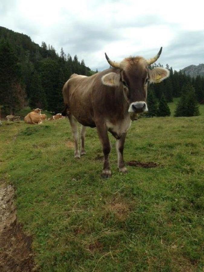 Landhaus Beim Joaser Schwangau Eksteriør bilde